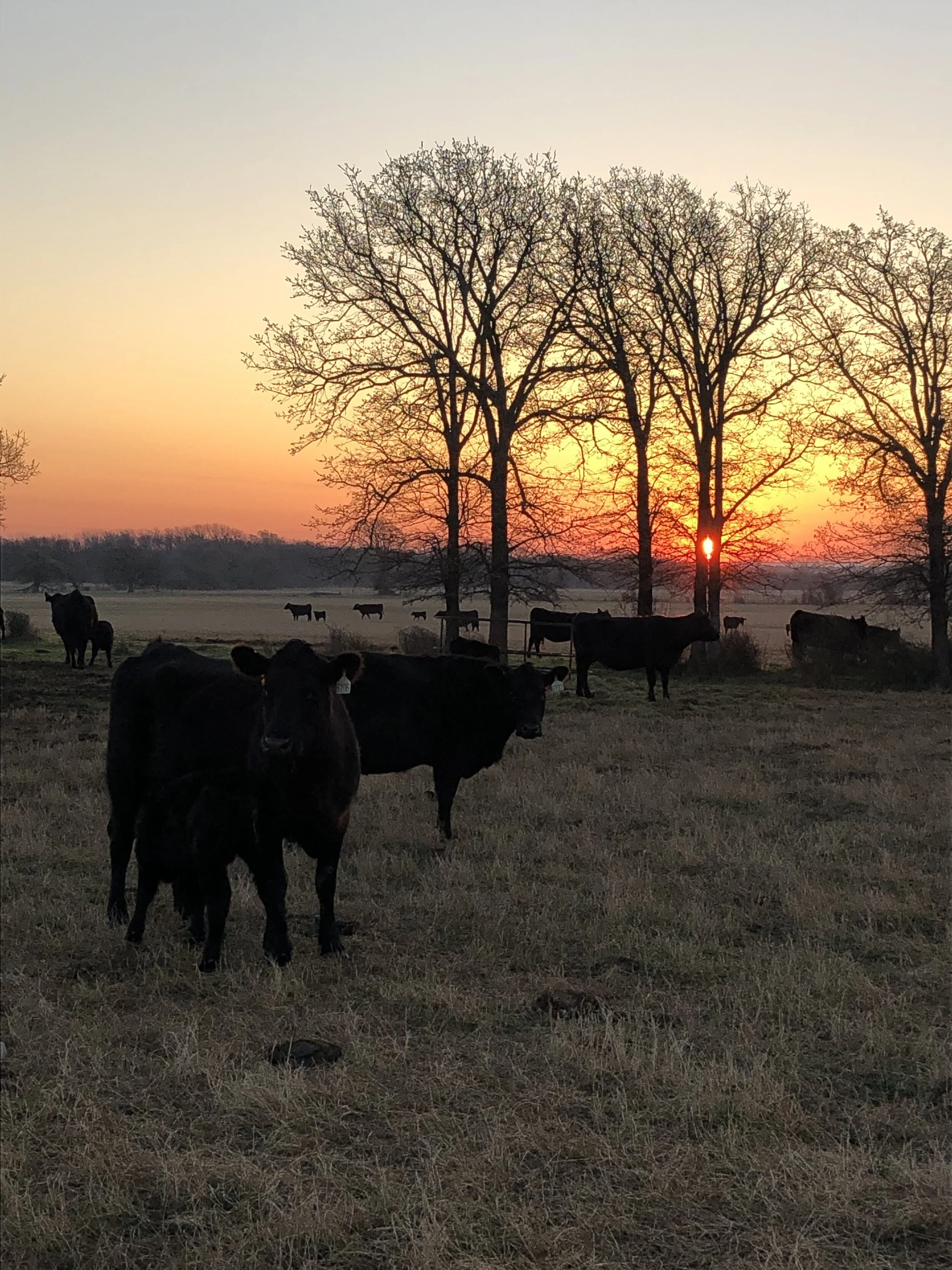 Red River Realty in Nocona, TX (2)