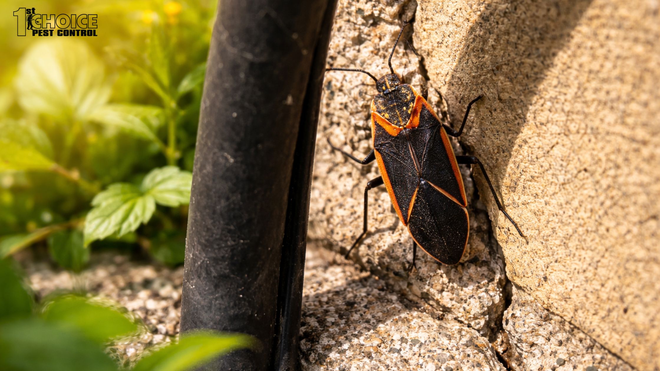 1st Choice Pest Control in Nekoosa, WI (4)