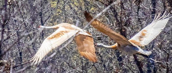 Wings Over Alma in Alma, WI (4)