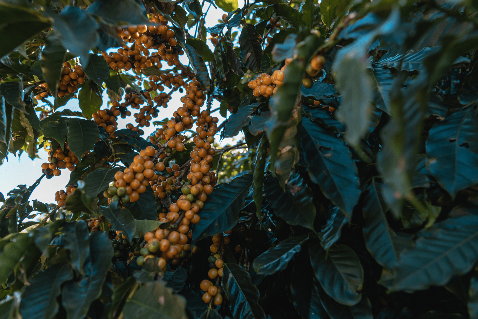 Roasting Plant Coffee in Detroit, MI (3)