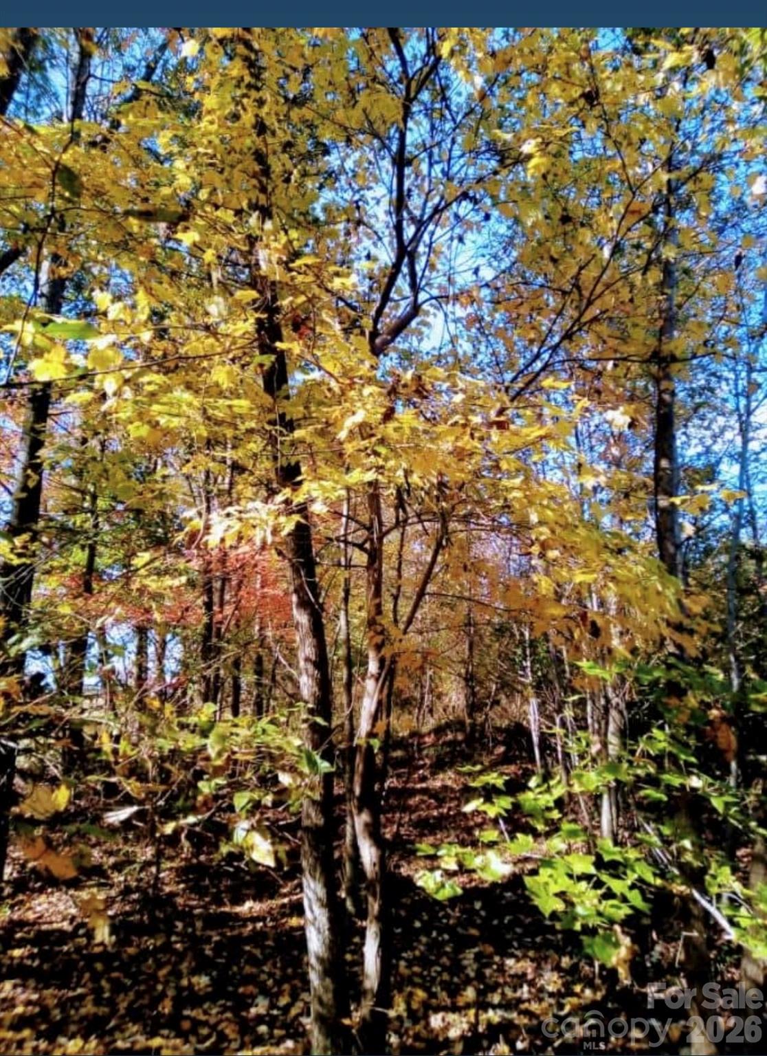 Giving Tree Realty in Charlotte, NC (6)