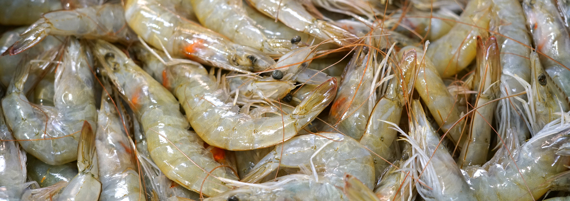 Fisherman's Choice in Eastpoint, FL