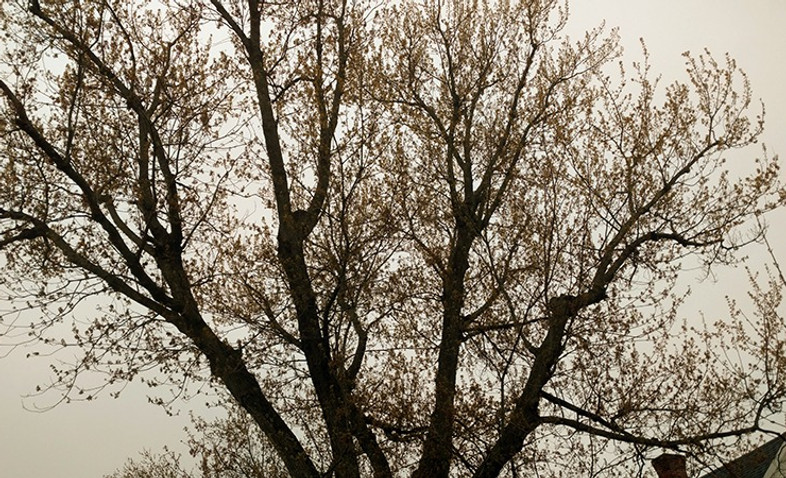 Keystone Tree Service in Bruce, WI (2)