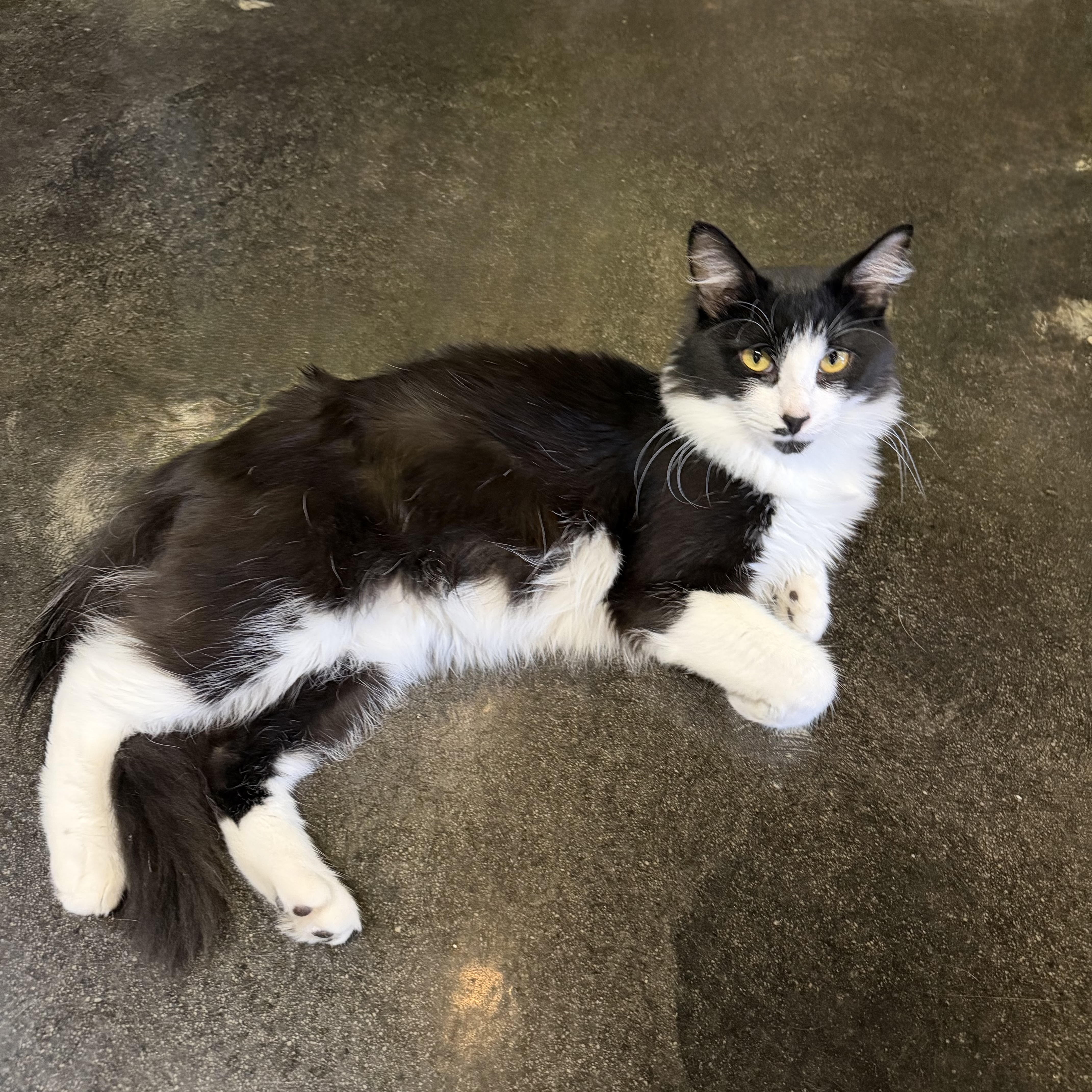 Cats at Play Cafe in Asheville, NC
