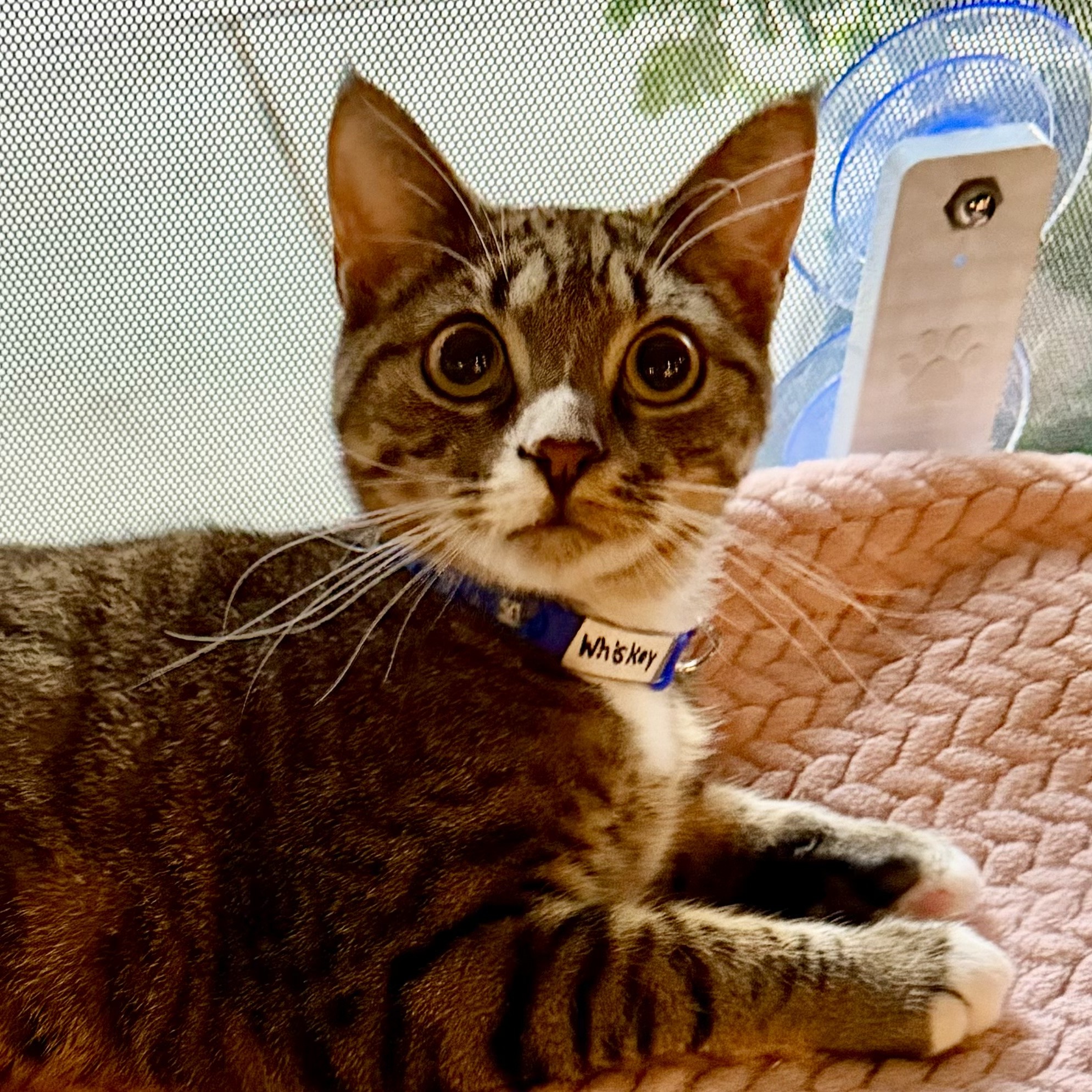 Cats at Play Cafe in Asheville, NC (4)
