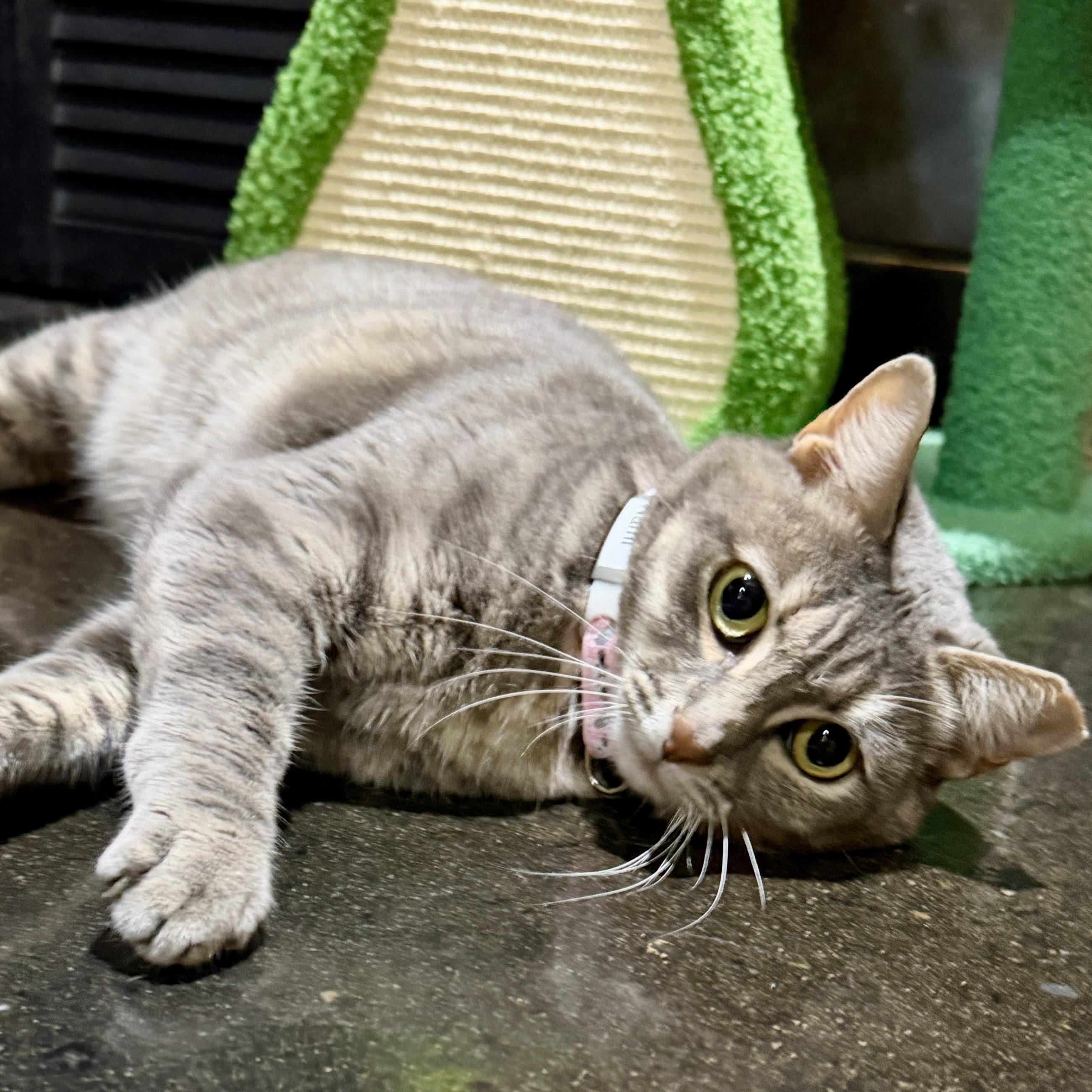Cats at Play Cafe in Asheville, NC (6)