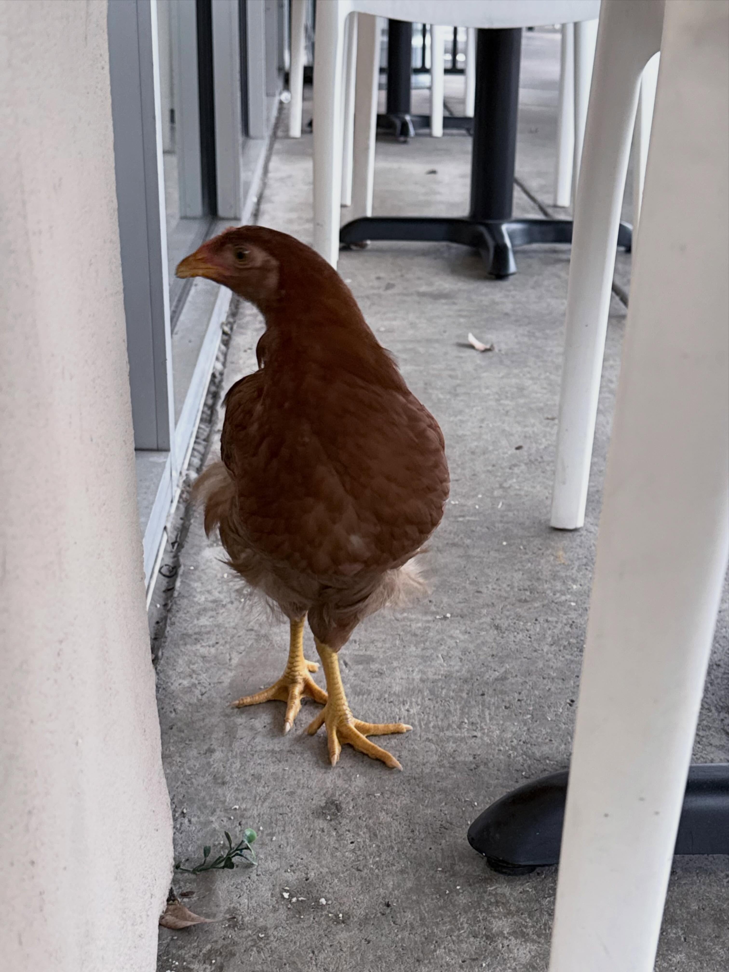 Bubbly Hen in Montgomery, AL (4)