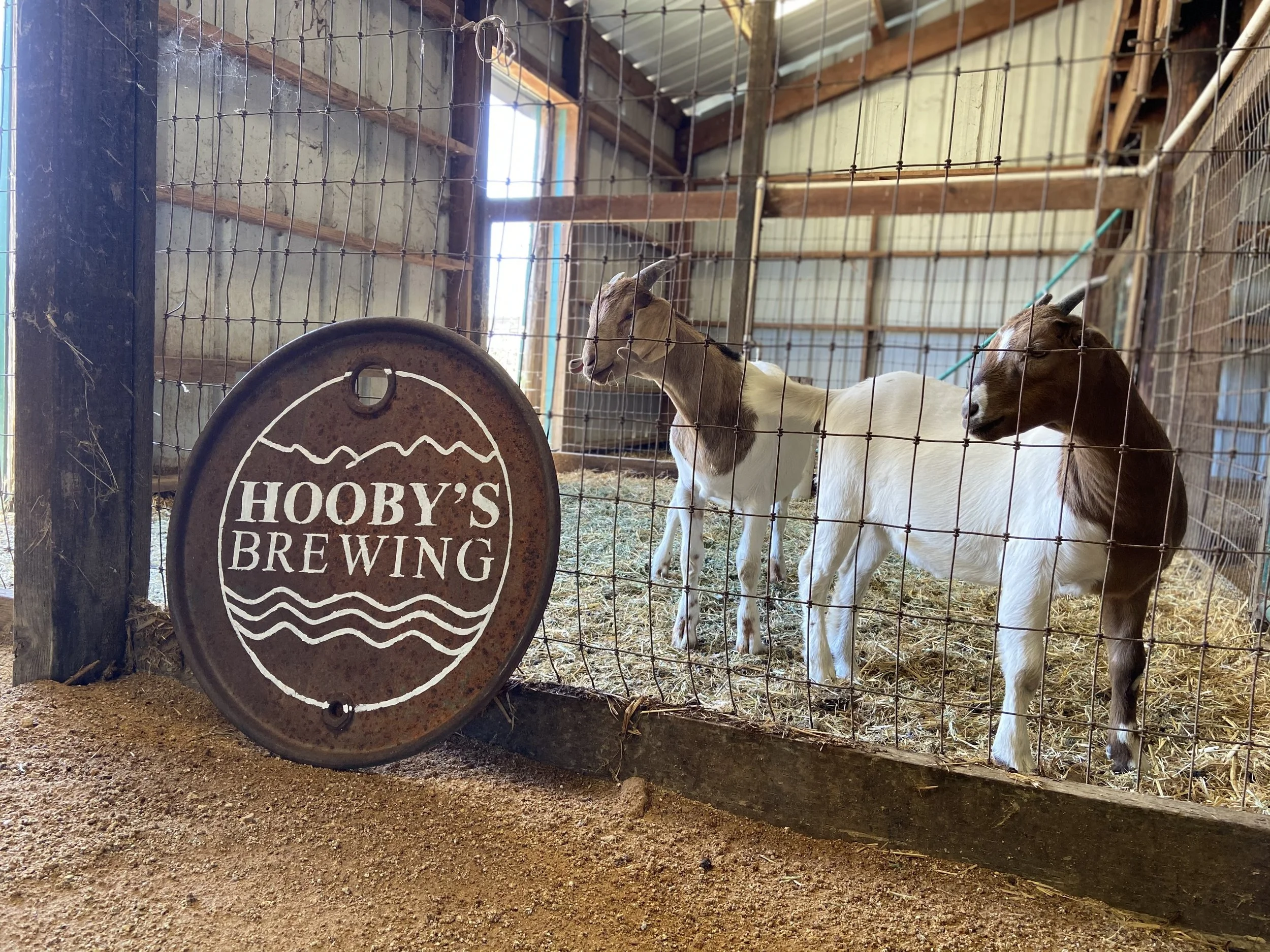 Hooby's Brewing in Winters, CA (4)