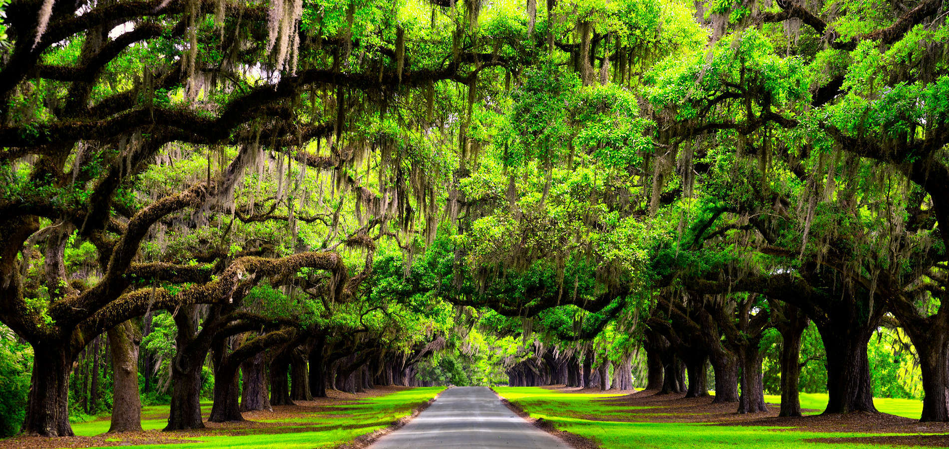 Matt O'Neill Real Estate in Mt Pleasant, SC (5)