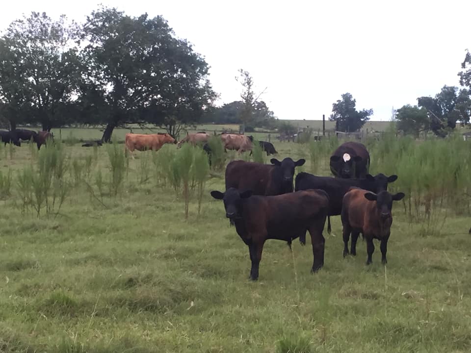 Hunter Farms, Inc in Jakin, GA (2)