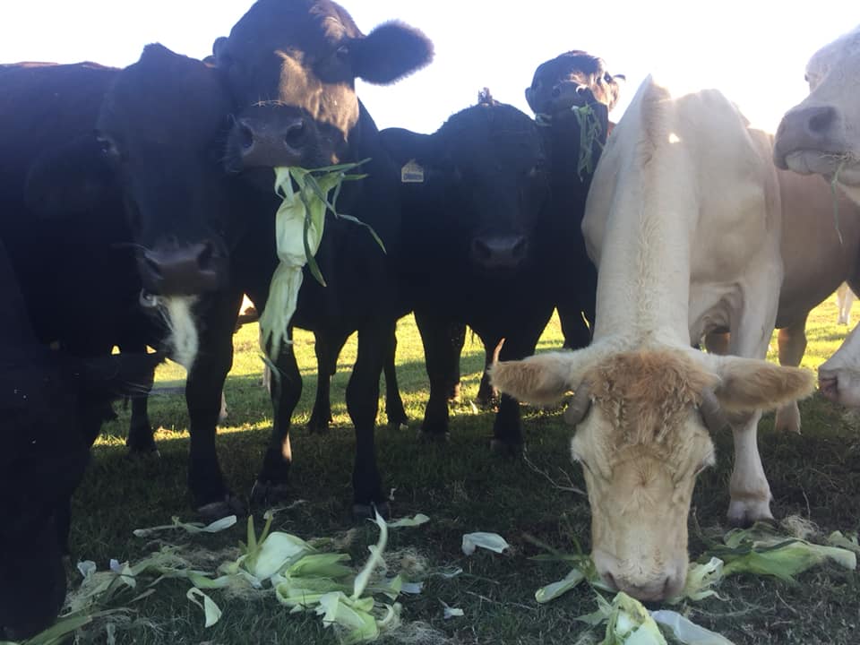 Hunter Farms, Inc in Jakin, GA (6)