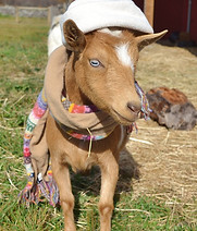 DeHaven Family Farm in Union Dale, PA (5)