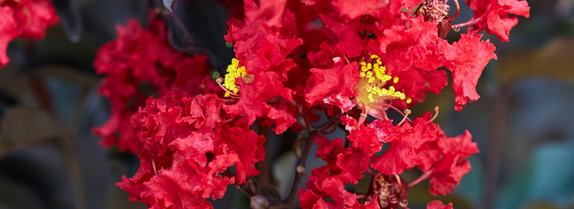 J Berry Nursery in Grand Saline, TX (2)