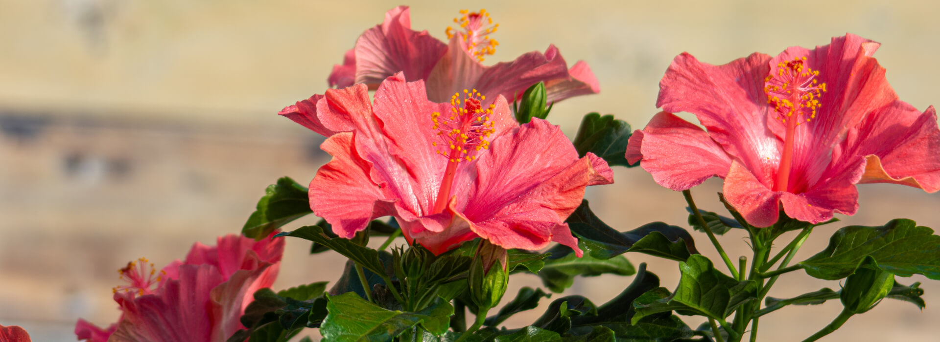 J Berry Nursery in Grand Saline, TX (3)