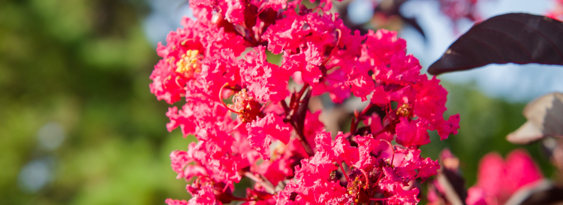 J Berry Nursery in Grand Saline, TX (5)
