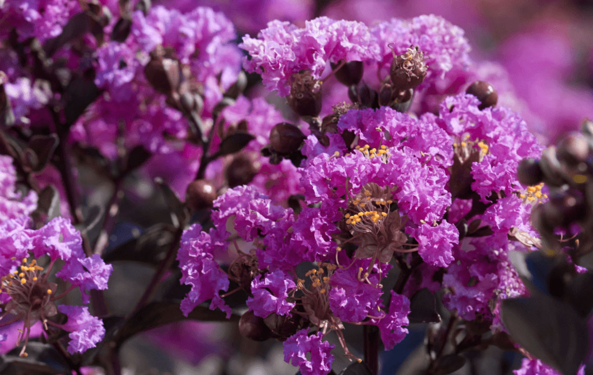 J Berry Nursery in Grand Saline, TX (6)