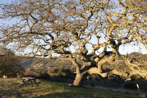 Matt Sevenau in Sonoma, CA