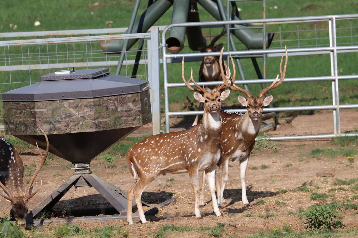 Why Not? Ranch in Rockdale, TX (4)