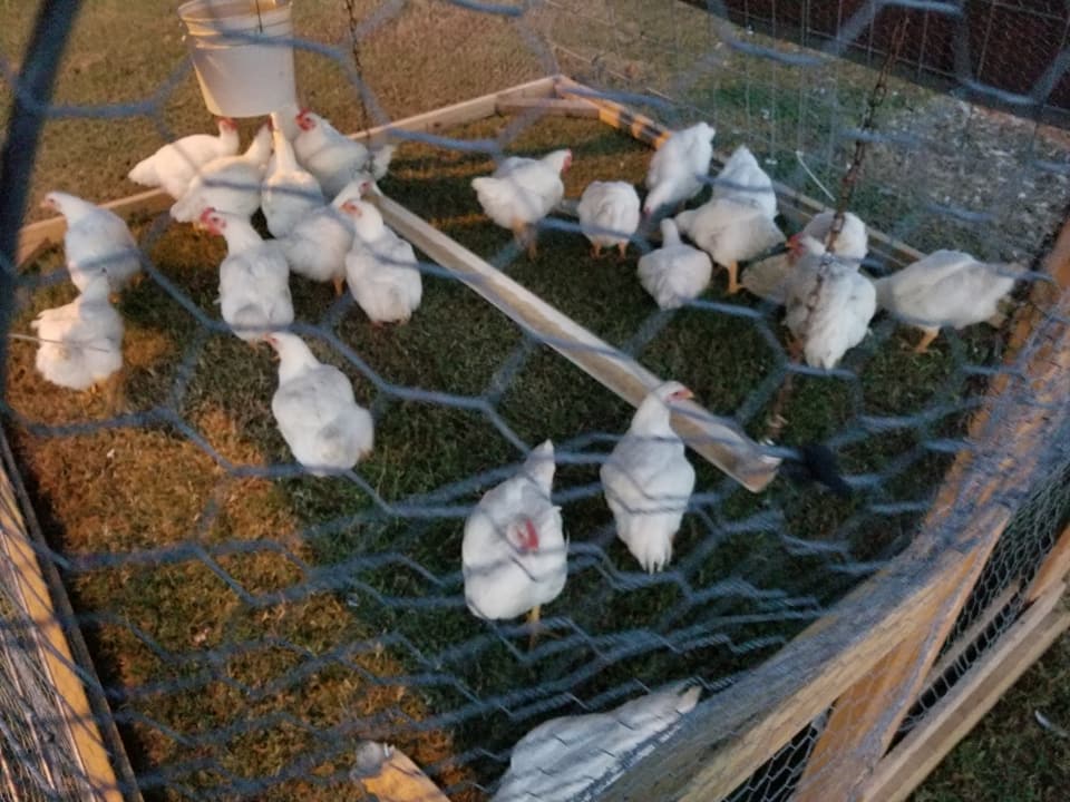 B. R. Jeffers Farm in Roxboro, NC (3)