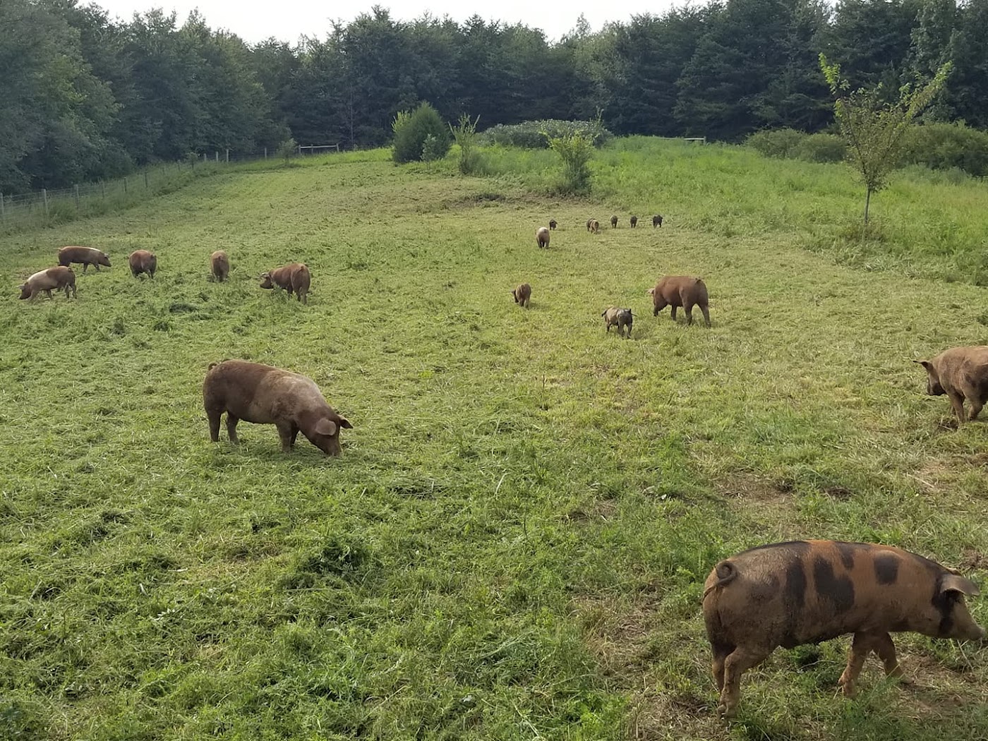 B. R. Jeffers Farm in Roxboro, NC (4)