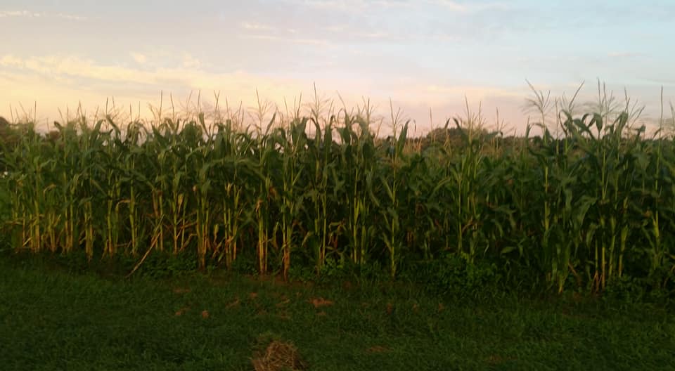 B. R. Jeffers Farm in Roxboro, NC (5)