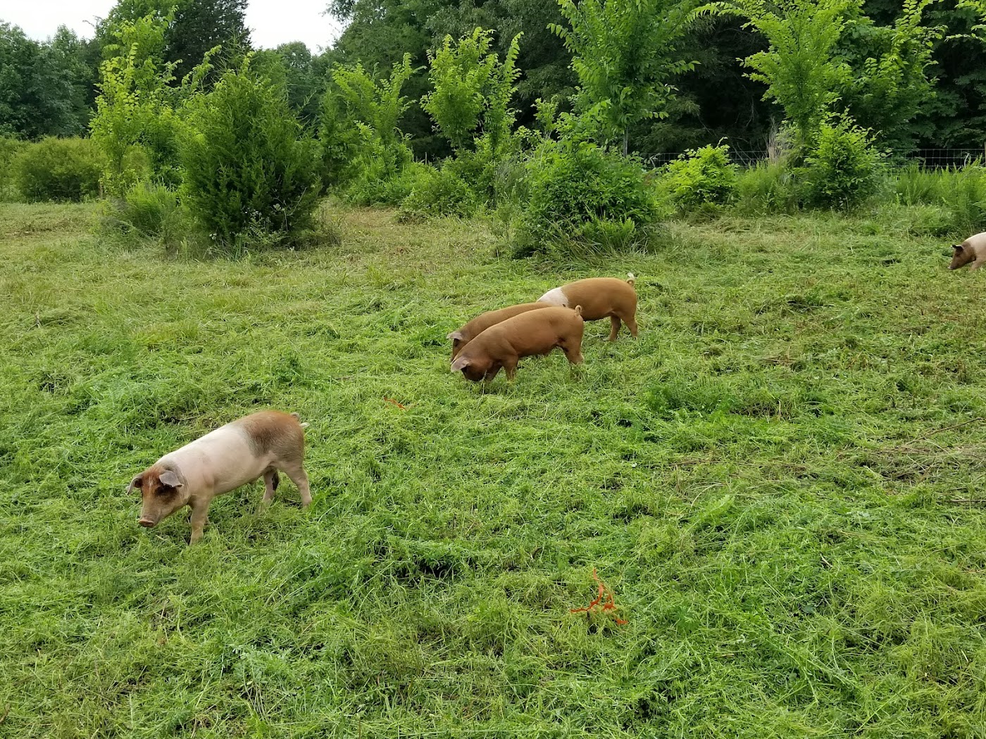 B. R. Jeffers Farm in Roxboro, NC (6)