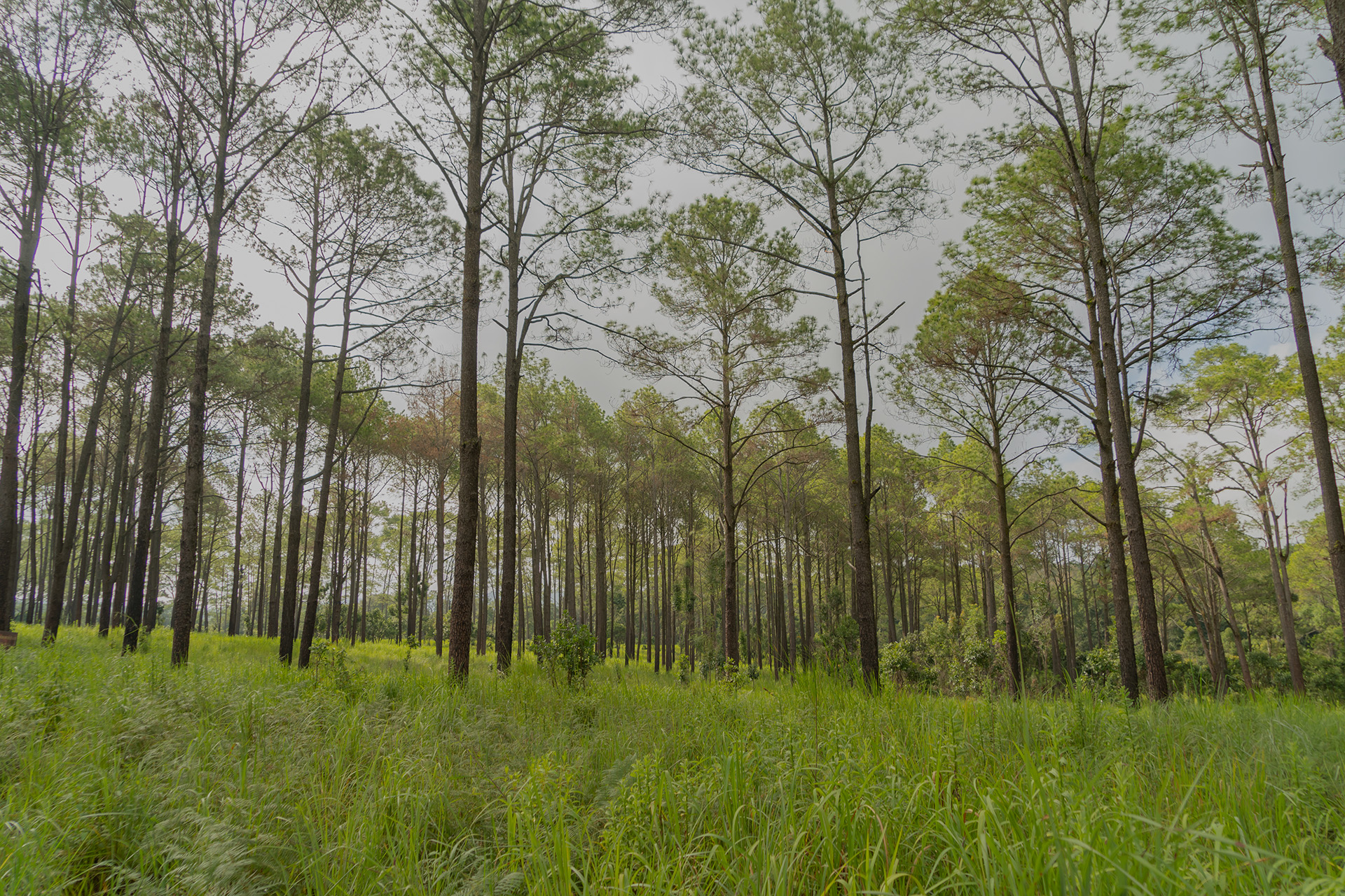 Ward Timber in Linden, TX