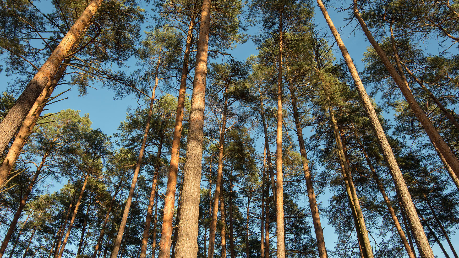 Ward Timber in Linden, TX (2)