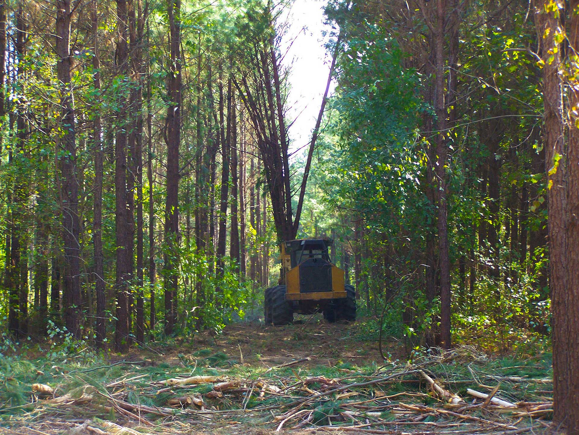 Ward Timber in Linden, TX (3)