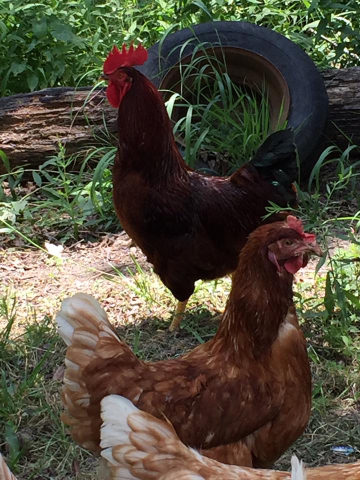 Shire Gate Farm in Owensville, MO (2)