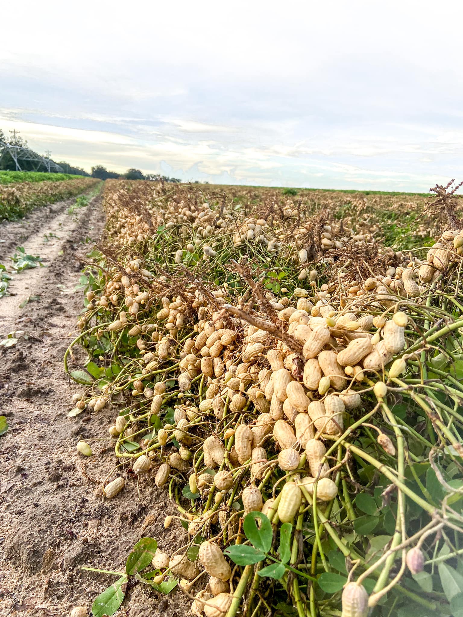 American Peanut Growers Group, LLC in Donalsonville, GA (4)
