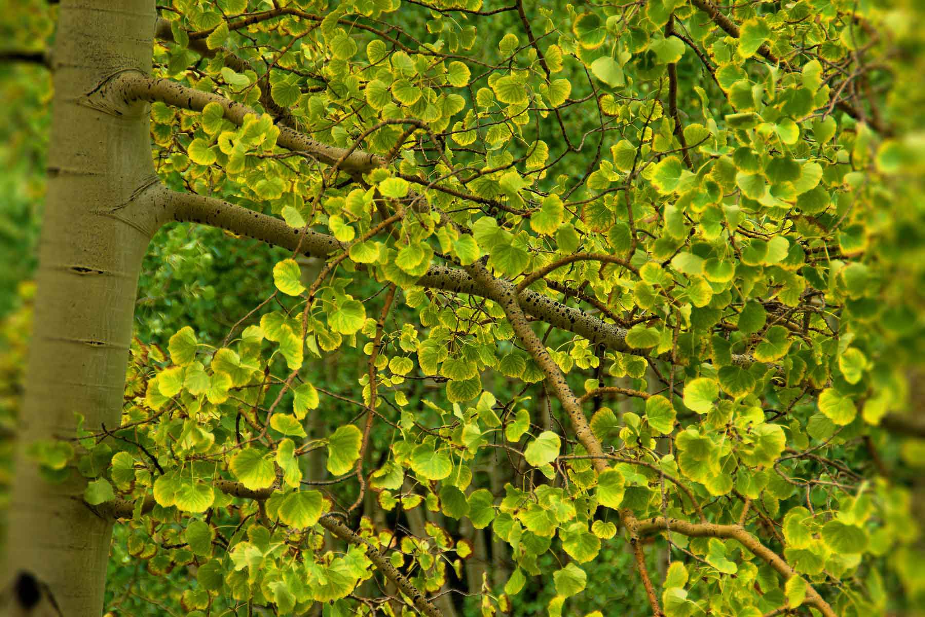 Aspen Ridge Home & Garden in Mineral Point, WI