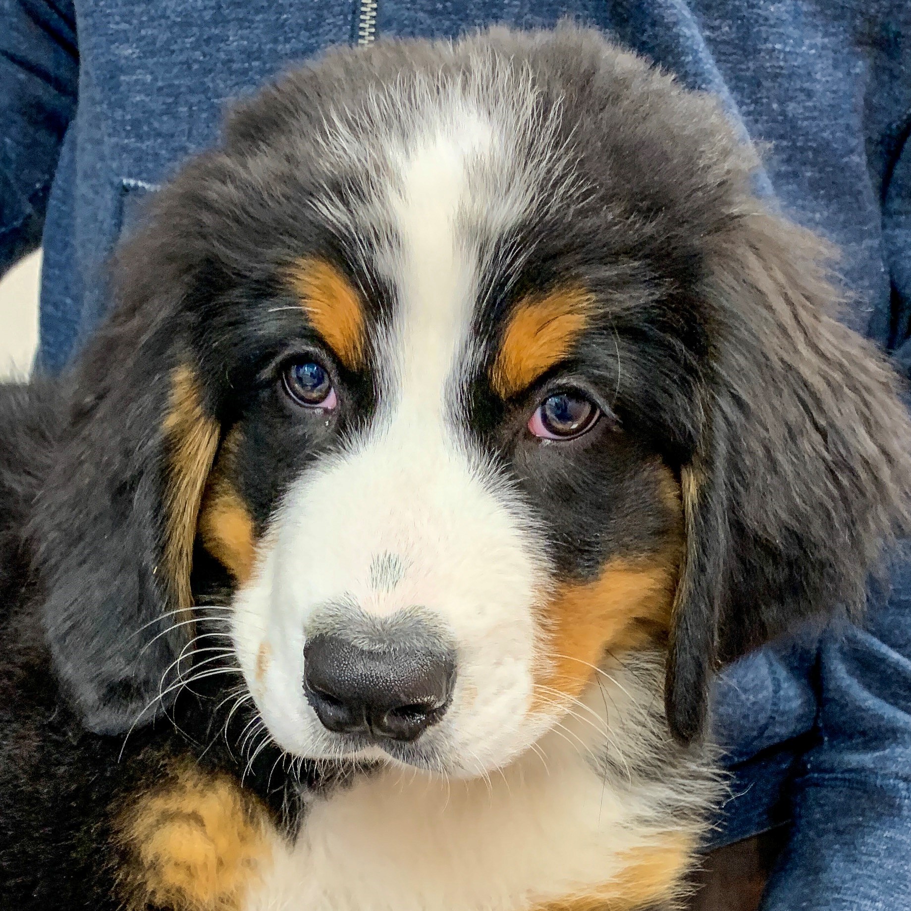 Bridgeport Veterinary Hospital Pet Resort & Spa in Bridgeport, PA