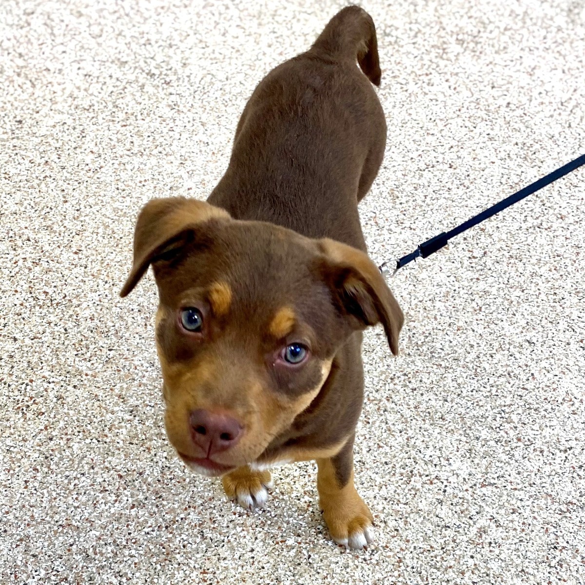 Bridgeport Veterinary Hospital Pet Resort & Spa in Bridgeport, PA (6)