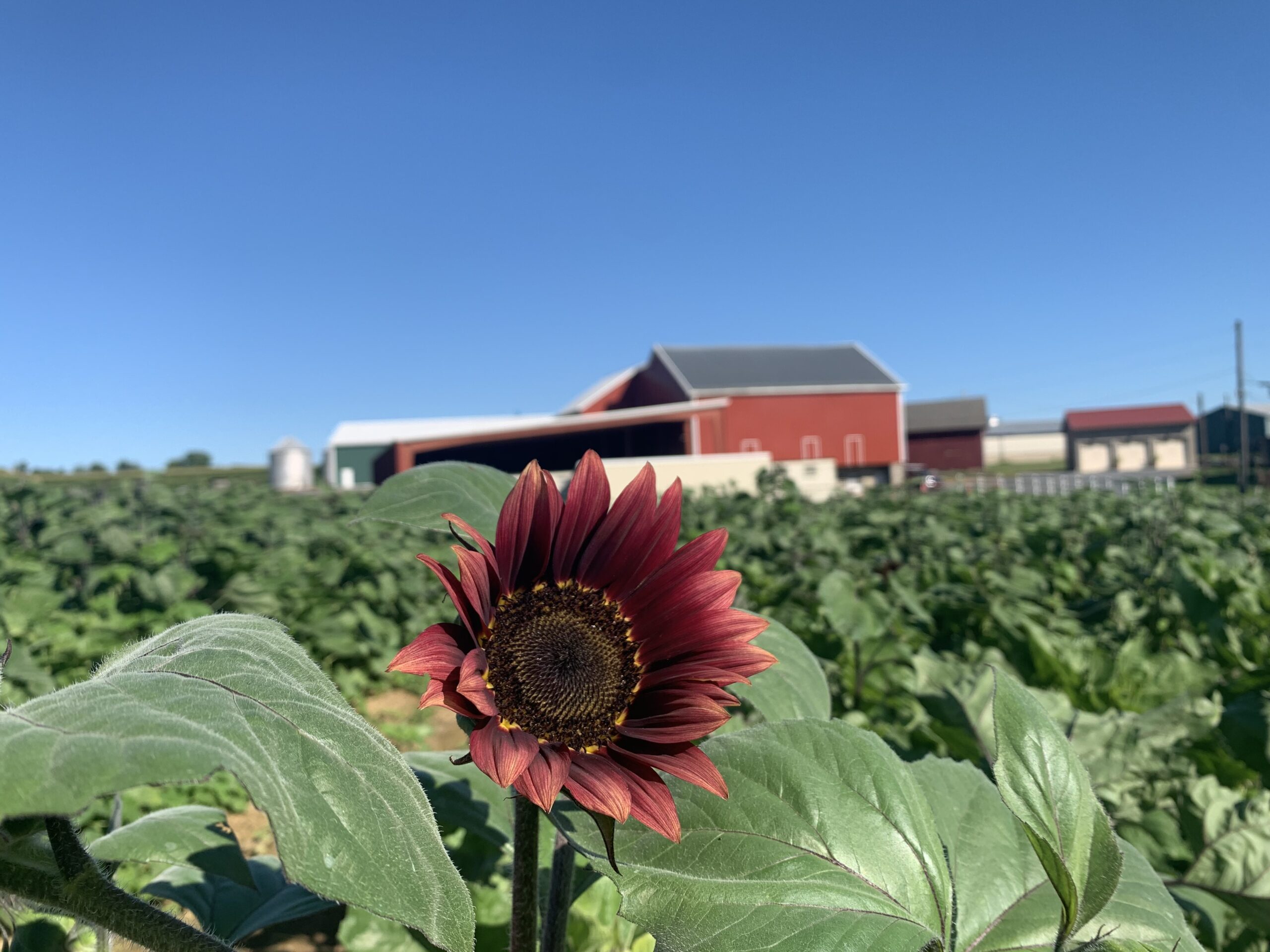 Seiple Farms in Bath, PA (3)
