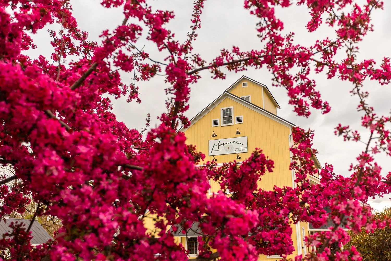 Magnolias at the Mill in Purcellville, VA (5)