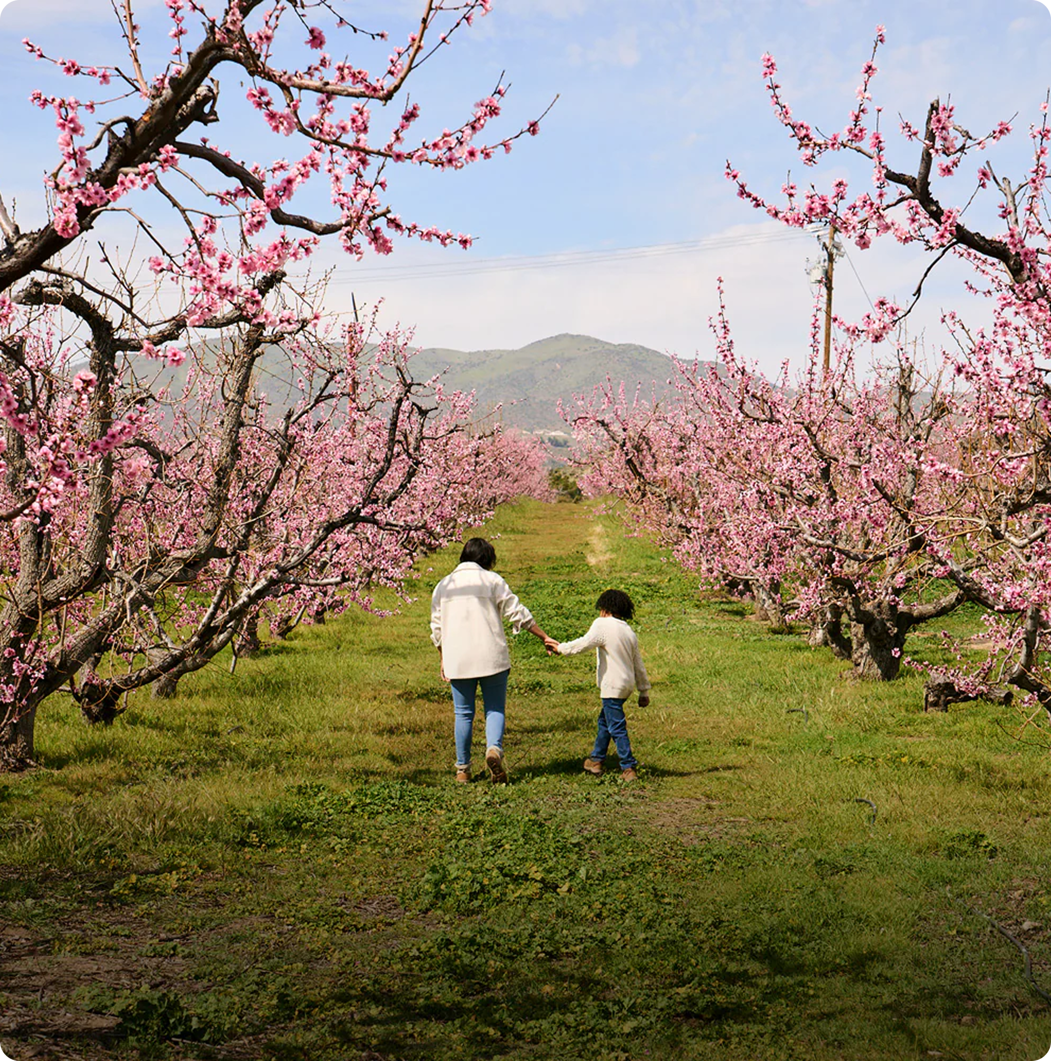Bloom Ranch of Acton in Acton, CA