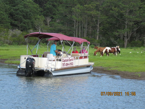 Captain Dan's Around The Island Tours in Chincoteague, VA (2)