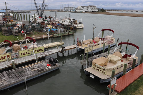 Captain Dan's Around The Island Tours in Chincoteague, VA (3)