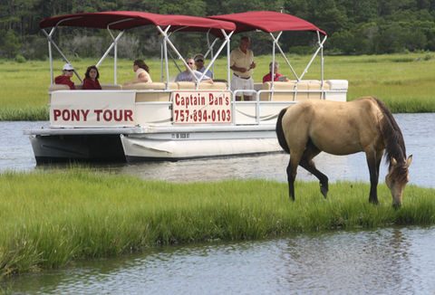 Captain Dan's Around The Island Tours in Chincoteague, VA (4)