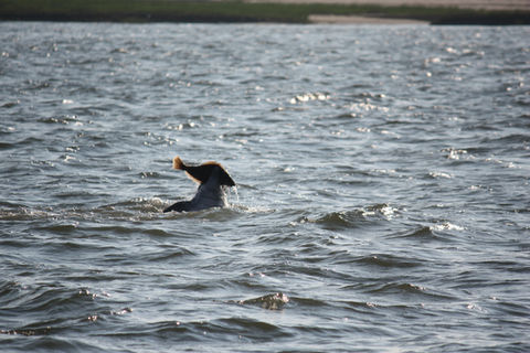 Captain Dan's Around The Island Tours in Chincoteague, VA (5)