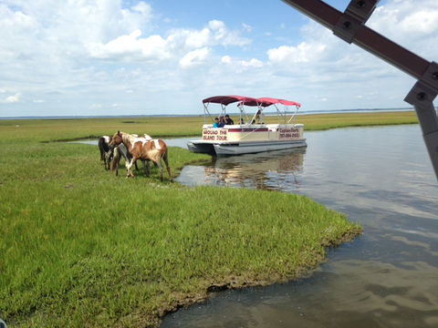 Captain Dan's Around The Island Tours in Chincoteague, VA (6)