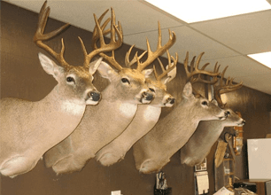 Whitaker's Wild Game in Iowa Park, TX (2)