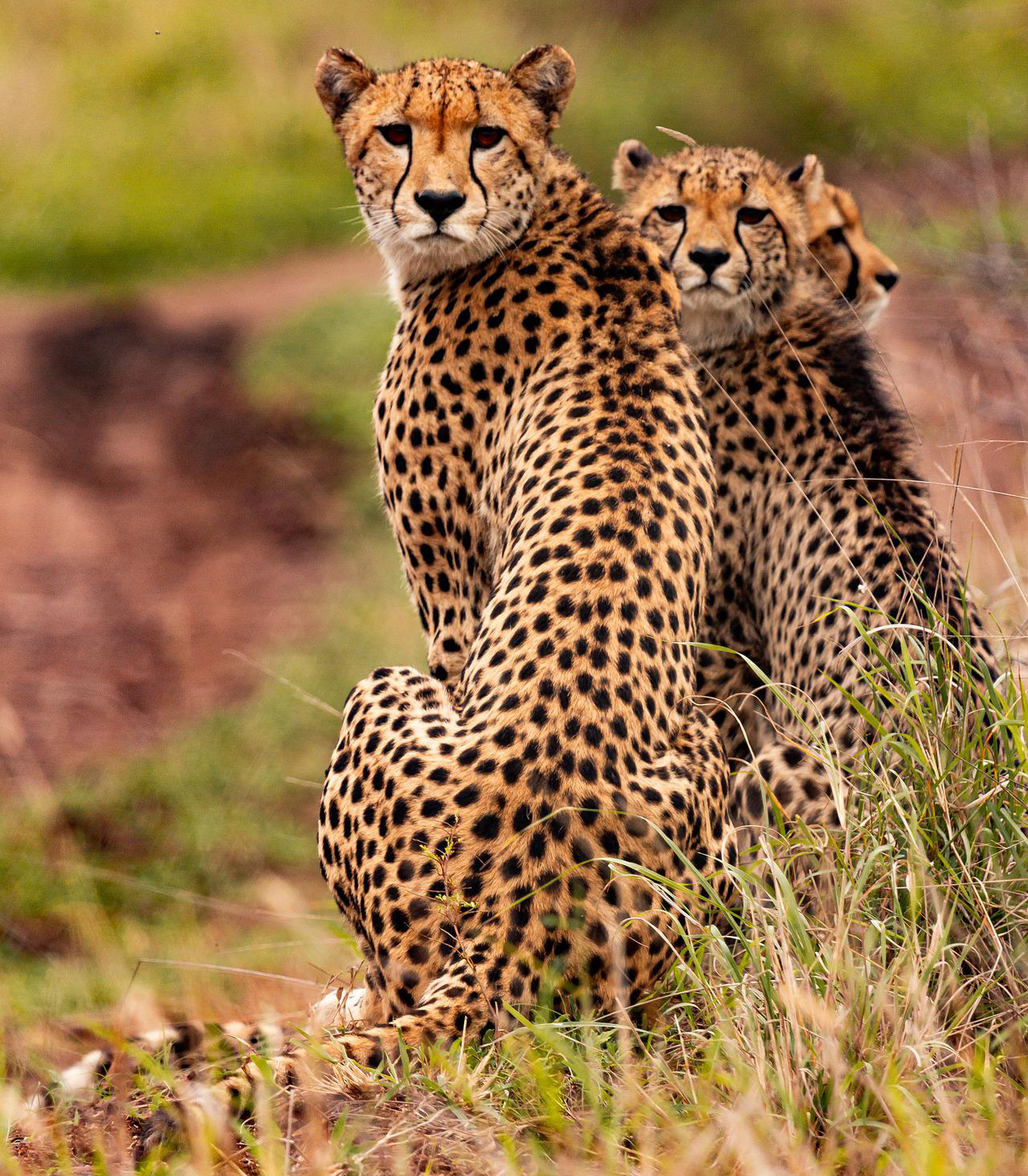 Kiboko Safaris: Africa Wildlife Safari-Luxury Safari and Budget Safari in Indianapolis, IN