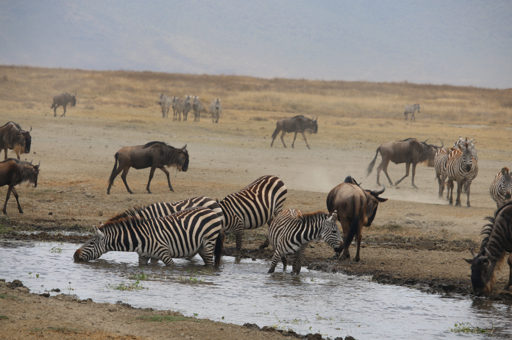Kiboko Safaris: Africa Wildlife Safari-Luxury Safari and Budget Safari in Indianapolis, IN (2)
