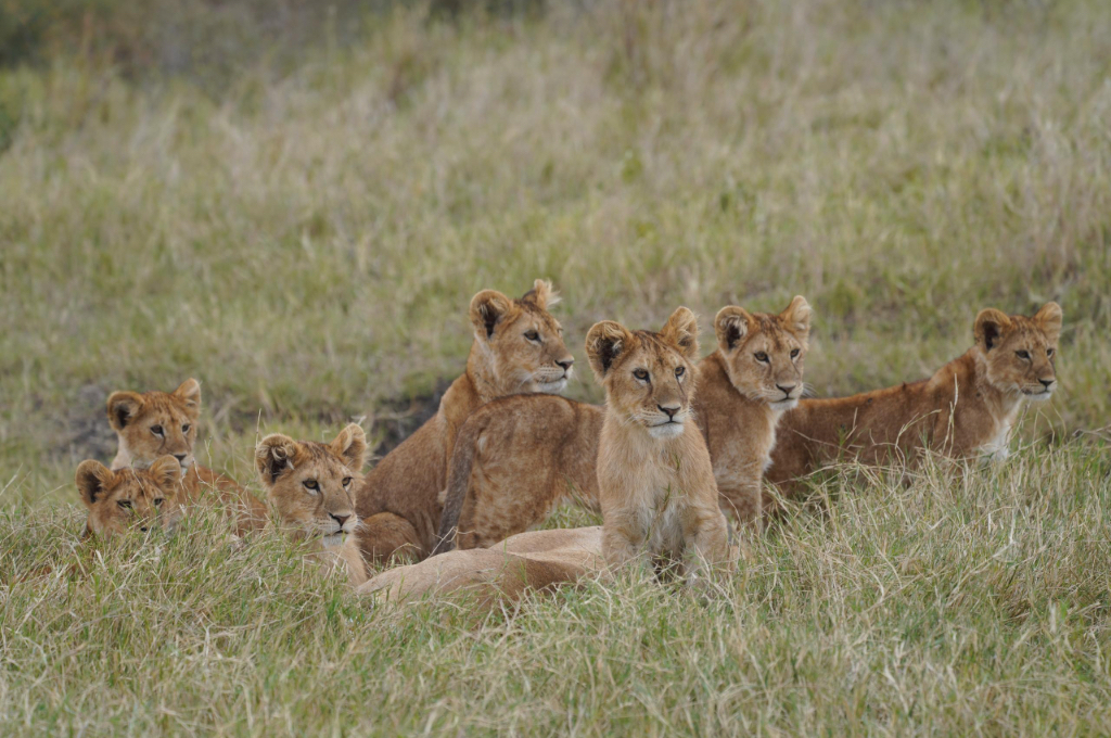 Kiboko Safaris: Africa Wildlife Safari-Luxury Safari and Budget Safari in Indianapolis, IN (3)