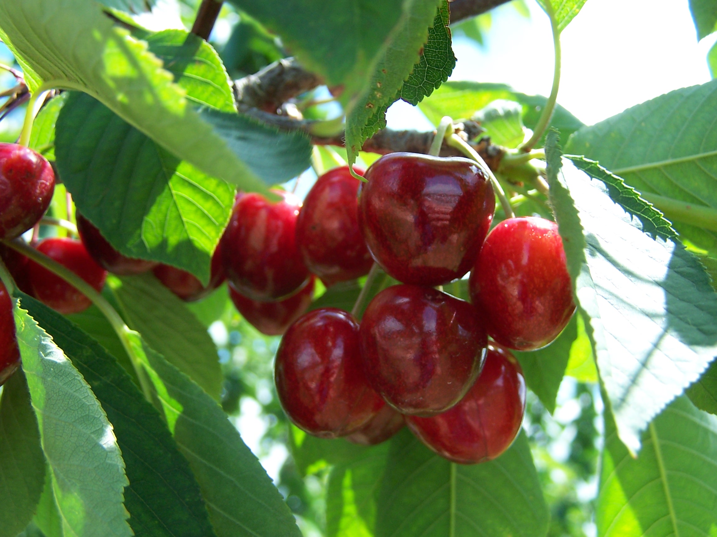 Kauffman Orchards in Bird in Hand, PA