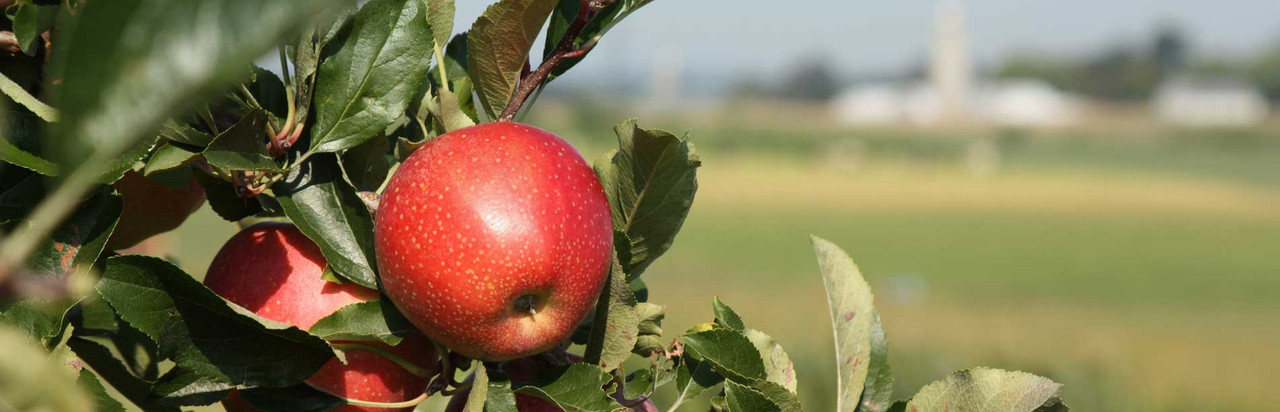 Kauffman Orchards in Bird in Hand, PA (2)