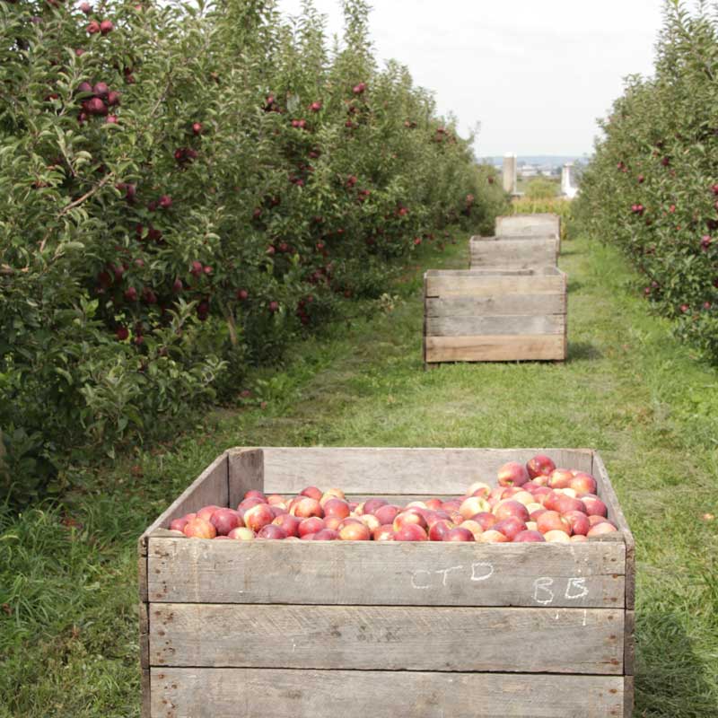 Kauffman Orchards in Bird in Hand, PA (4)