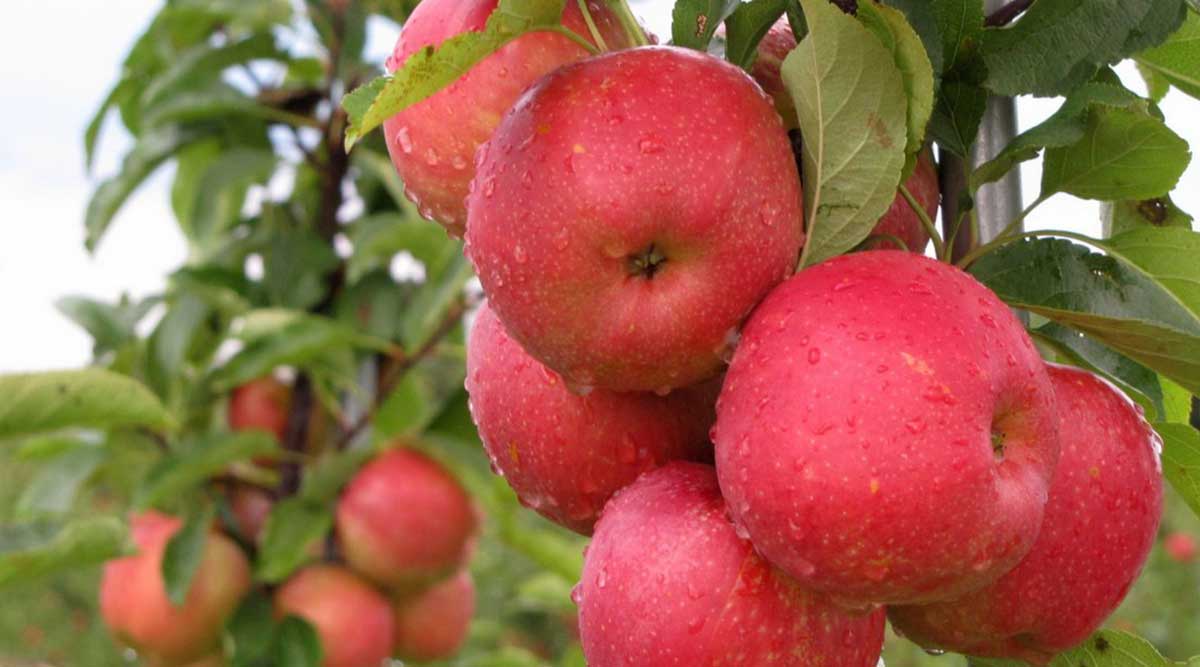 Kauffman Orchards in Bird in Hand, PA (6)